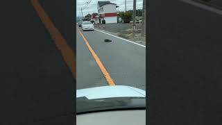 カラスのケンカで渋滞中Congested with a crow fight