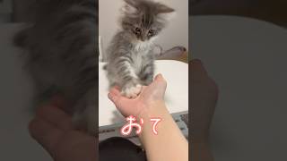 猫だけどおてが上手にできます