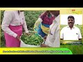 benda sagu ladies finger farming tips మూడు కోతలకే చేతికి పెట్టుబడి.. తర్వాత జేబులోకే.. tone agri