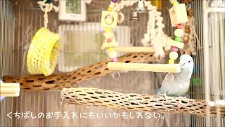 【マメルリハインコ】サボテンから作られた止まり木「カクタスパーチ」の使い心地