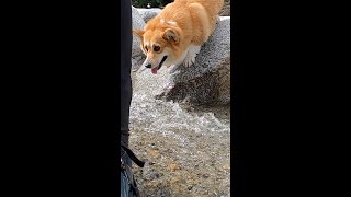 川の中をついてくるコーギー / Corgi following me in the river #shorts