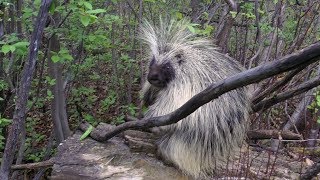 Mother Porcupine \u0026 Baby Porcupine