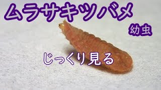 8－4．ムラサキツバメ幼虫をじっくり見る　フル動画 Narathura bazalus　Arhopala bazalus larva