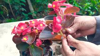 Begonia como reproducir la begonia mediante Esquejes #jardinfeliz #begonia