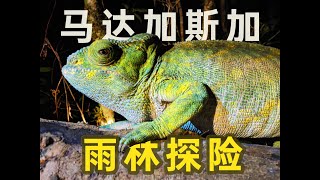 夜行「热带雨林」寻找 马达加斯加 - 神奇动物 🌟 #我是俊杰