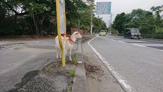 山羊の山学校　子供たちの人気者子ヤギのバンビーちゃん　転校生の子ヤギの紹介