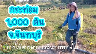 รีวิวการให้สารอาหารชีวภาพทางใบ ต้นกระท่อม 1,000 ต้น จ.จันทบุรี 🌱โครงการ นิมิตรกระท่อม 🌱 EP. 51🌱