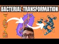 Bacterial Transformation Simply Explained