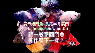 展示級鬥魚-長尾半月展鬥(Halfmoon show betta)