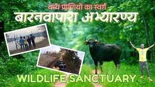 बारनवापारा अभ्यारण्य में भालू से बाल बाल बचे😅 Jungle Safari at Wildlife Sanctuary #forest #wildlife