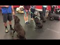 group dog training classes sit means sit orlando