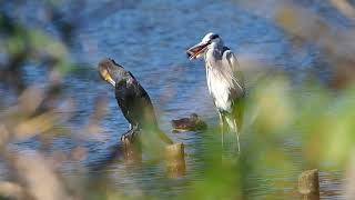 【野鳥】アオサギとカワウ　Grey heron \u0026 Great cormorant【birdwatching】