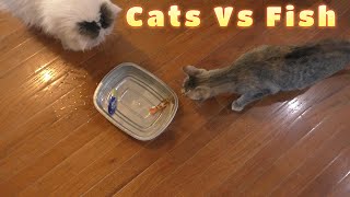 Cats Vs Swimming Fish Cat Toy From Five Below! 😻🐠