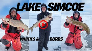 Ice Fishing Lake Simcoe for whitefish \u0026 burbot