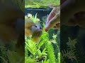 hand feeding young discus plantedtank