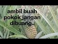 apa perlu buat selepas petik buah nanas??