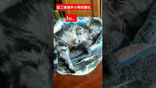 Sleepy cat in the morning上班族上班後30分鐘的精神面貌變化....Zzzz