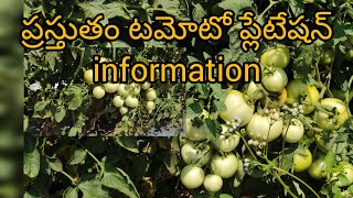 ప్రస్తుతం టమోటో ప్లాంటేషన్ ఇన్ఫర్మేషన్ south present tamoto plantations information #farming #kisan