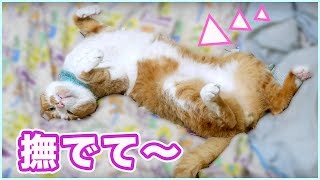 「撫でて〜」ヘソ天ポーズの超甘えん坊猫！？かわいいけど笑える♡茶トラ猫「マック」Cute Cat Mac.《2匹の猫通信/Cats Life TV》