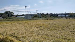 信越本線快速列車新井から新潟行きさつき野駅から荻川駅間実りの田んぼとコスモス