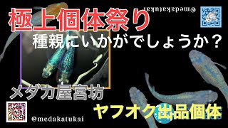 極上個体祭り！種親にいかがでしょうか！【メダカ屋宮坊ヤフオク出品個体】ゴジラ、ネプチューン黄金type、ピンクサファイアマルコ、黒ラメ幹之サファイア系