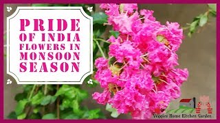 Pride of India | Cutting of #Lagerstroemia Speciosa Tree in monsoon season @AsimGarden