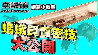 「養螞蟻」買賣技巧大公開｜螞蟻買賣、新生群落怎麼判斷？｜【蟻窟小教室】第三集｜Antkeeping