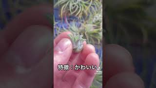 イオナンタ史上最高に可愛い子株！Tillandsia ionantha 'Ron' #shorts