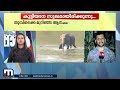 തുമ്പിക്കൈ മുറിഞ്ഞ കുട്ടിയാന അമ്മയ്ക്കൊപ്പം അതിരപ്പിള്ളിയിലുണ്ട് mathrubhumi news