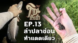 #ล่าปลาช่อนทำแดดเดียวสูตรแช่น้ำเกลือ  EP.13 #กินข้าวป่า