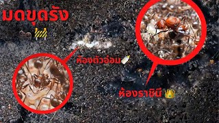 EP 41 ตามติดชีวิตมดสร้างรัง!! ขุดดินเร็วมาก!? | MORE MOD