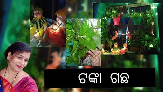 🙏🙏ଆପଣ ମାନଙ୍କ ପାଇଁ ଗୋଟେ GIFT 🎁 // ଟଙ୍କା ଗଛ🤑♥️🙏🙏 #moneyplant #sanjpassion