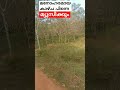 ഗ്രാമീണ ഭംഗി എന്നൊക്കെ പറഞ്ഞാല് 🥰🥰😍😍❤️❤️👌 earth beautifulearth shorts music viralreels life