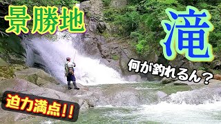 【渓流釣り】景勝地の滝でfishing！なに釣れるん？#2500C　#Fishman 　#渓流ルアー　#Japan trout #山梨　#峡東漁協　#ニジマス　#アマゴ　#ヤマメ　#岩魚　TIEMCO