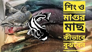 শিং ও মাগুর মাছ চেনার উপায়।। দুই মিনিটেই শিং-মাগুর মাছ পরিষ্কার করুন।