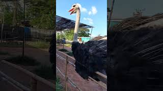 คุณนำโชคพ่อพันธุ์ฟาร์มเราค่ะ#นกกระจอกเทศ #ประเสริฐostrichปากคาดฟาร์ม#ostrich#บึงกาฬ @monocrayfish