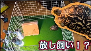 ヒョウモンリクガメの為に半放し飼いの環境を用意してあげました。