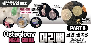 [해부학] Nasal cavity(코안) and Auditory ossicles(귓속뼈) 골학 머리뼈(SKULL) PART 8 아나토미 클라쓰 022