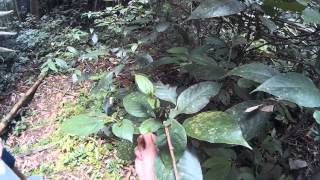 Catching Elegant Bronzeback Snake (Dendrelaphis Formosus) with bare hands HD