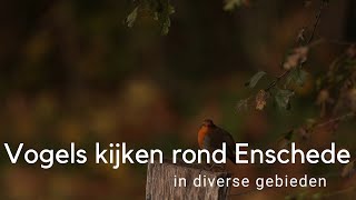 Vogels kijken rond Enschede #790