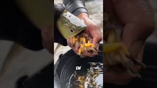 Ils n'Ont Jamais Vu un Poisson Faire Ça😱