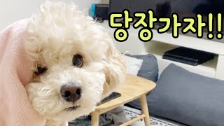 자는 강아지에게 산책가자고 말했을 때 역대급 반응 ㅋㅋㅋ