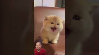 Funny cat #viralvideo #funny #cat #cute #kitten #cutecat #sorts #sorotan