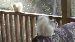Two White Squirrels #2