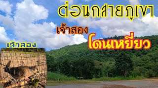 ต่อนกเขาใหญ่สายภูเขา..เจ้าสอง..โดนเหยี่ยวเข้า…