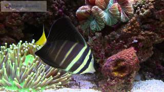 Fish of the Week SAILFIN TANG