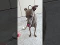 犬に納豆をあげたらベッドに落ちてナットウデキタナーイゼになったw【イタグレ】 shorts