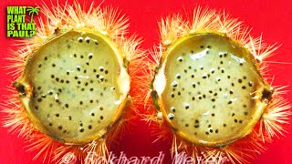 NEW PLANT SHOW and TELL / Pollinating a DRAGON FRUIT with the POLLEN of Selenicereus Chrysocardium?