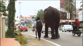 Humanity or Animals brain ? | മനുഷ്യത്വം ? ആനയുടെ ബുദ്ധി ?