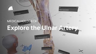 Explore the Ulnar Artery